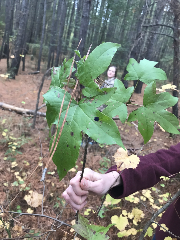 Eine Person hält ein Blatt in einem bewaldeten Gebiet mit Bäumen und trockenen Blättern auf dem Boden, wobei im Hintergrund eine weitere Person zu sehen ist.