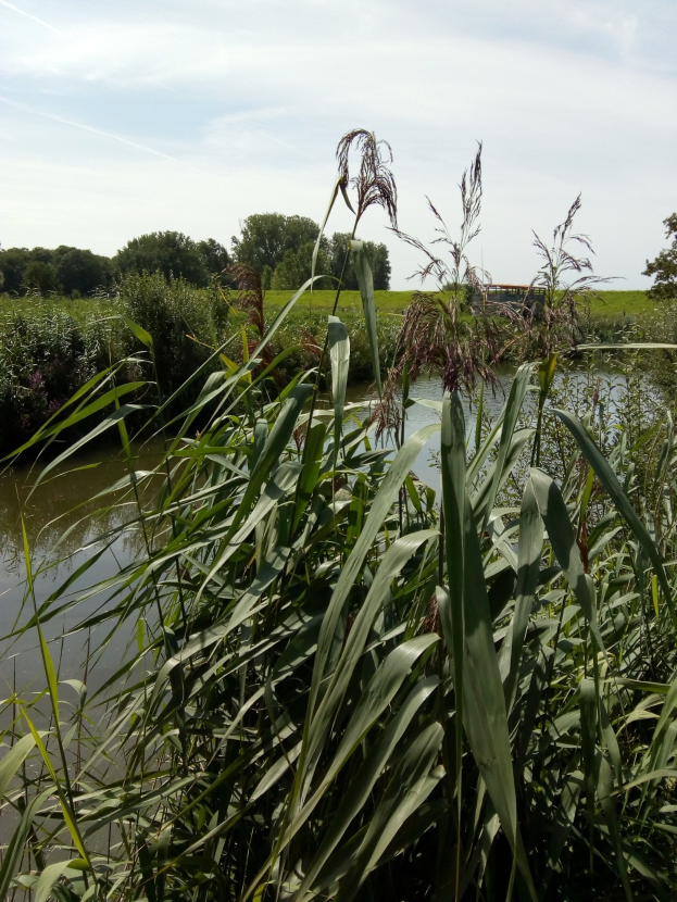 Ein friedlicher Wasserlauf, umgeben von hohem Gras und Bäumen, mit einem bewölkten Himmel, der sich in dem stillen Wasser spiegelt.