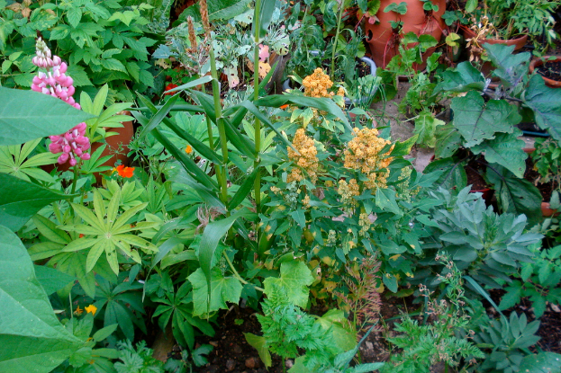 Ein Garten voller verschiedener Pflanzen, darunter mehrere Blütenpflanzen.