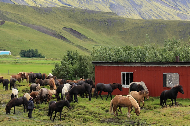Eine Frau steht auf einer grünen Wiese mit mehreren grasenden Pferden, einem Haus mit einer Wand, Fenstern und einem Dach im Hintergrund und Hügeln in der Ferne.
