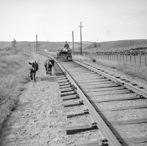 Schwarze und weiße Fotografie von zwei Kühen, die auf Schienenwegen gehen, mit einer Person, die auf einem Fahrzeug im Vordergrund sitzt, Gras und einem Zaun auf beiden Seiten und Häusern, Bäumen und Polen im Hintergrund unter dem Himmel.
