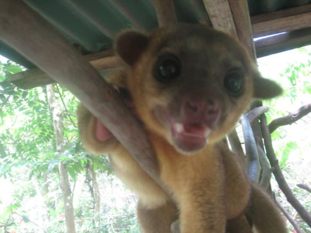 Ein Tier steht in der Mitte des Bildes, mit Bäumen im Hintergrund und einem Unterschlupf oben.