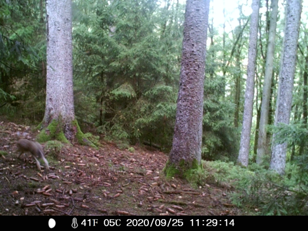 Ein Hirsch läuft durch einen bewaldeten Bereich auf einer Trailkamera, umgeben von Bäumen, Pflanzen und trockenen Blättern am Boden, mit Text am unteren Rand des Bildes.