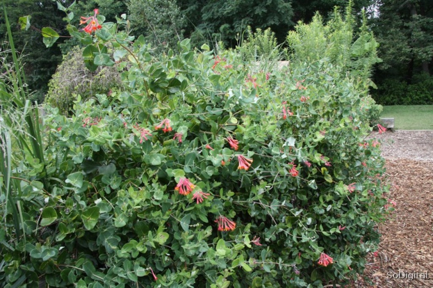 Eine trockene Landschaft mit verschiedenen grünen Pflanzen, einschließlich Bäumen und Gras, mit einigen blühenden Pflanzen sichtbar.