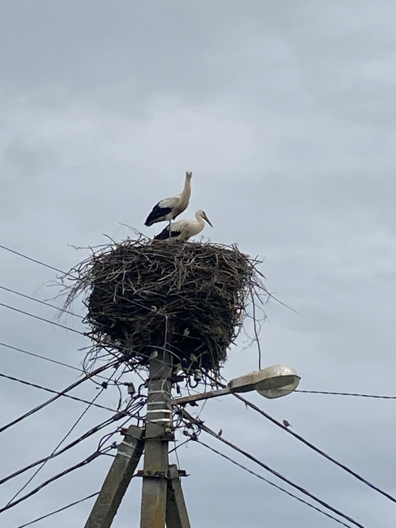 Zwei Weißstörche auf einem Nest auf einer Stromleitung mit sichtbaren Drähten und einer Straßenlaterne im Hintergrund.