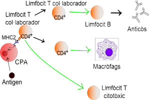 Eine Abbildung einer Zelle mit einem grünen Pfeil, der nach links zeigt, und einem roten Pfeil, der nach rechts zeigt, die die Mechanismen einer Lymphozyt-Kollaborator-Krebszelle veranschaulicht.