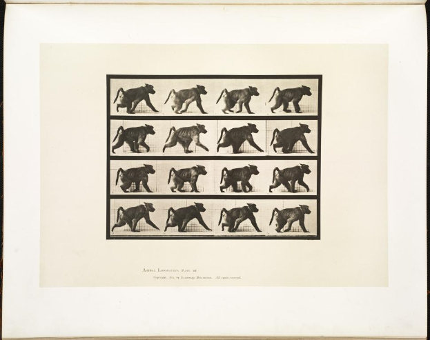 Ein Plakat mit einem Tier.