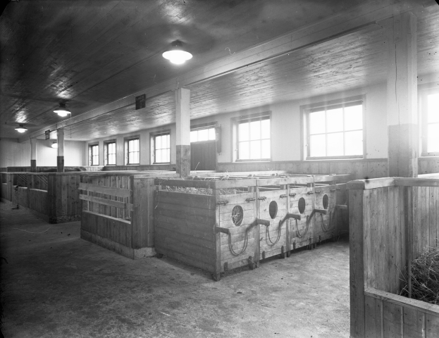 Ein Schwarz-Weiß- Foto eines Stallinneren mit Holzboxen, die mit Heu gefüllt sind, Fenstern, Deckenlampen und Säulen.