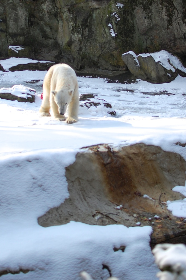 Ein Bär läuft auf schneebedecktem Boden mit Felsen im Hintergrund.