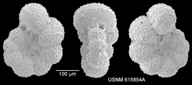 Innovative Radioimmunoconjugates: Eine neue Herangehensweise in der Krebsbehandlung
