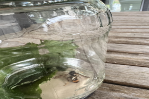 Ein Glasgefäß mit Wasser auf einem Holztisch mit einer Biene auf dem Deckel, in der Nähe eines Fensters als Bienenbad.
