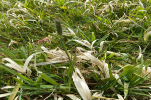 Ein Nahaufnahme eines grasbewachsenen Feldes mit hohem, grünem Rispengras, das im Wind schwingt.