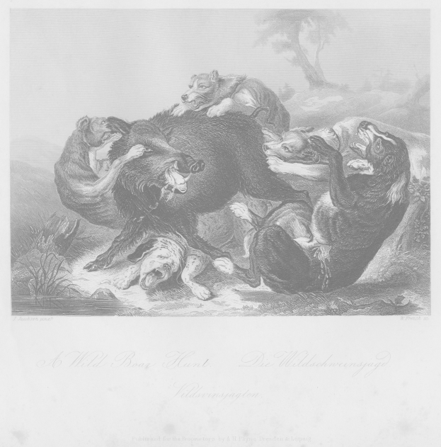 Schwarze und weiße Gravur, die eine Wildschweinjagd zeigt, mit Tieren im Vordergrund und Bäumen im Hintergrund sowie Text am unteren Rand.