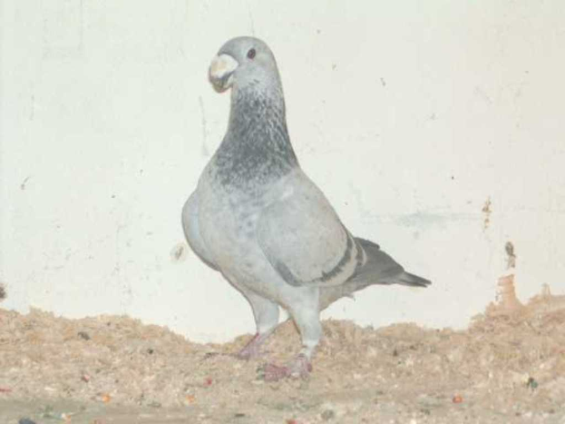 Eine Taube steht auf einem sandigen Untergrund vor einer Wand.