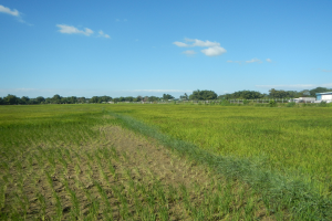 Ein kultivierter Reisacker mit einem zentralen Sprinkler, umgeben von Bäumen, Gebäuden und einem Zaun unter einem klaren blauen Himmel.