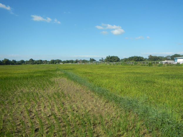 Ein kultivierter Reisacker mit einem zentralen Sprinkler, umgeben von Bäumen, Gebäuden und einem Zaun unter einem klaren blauen Himmel.
