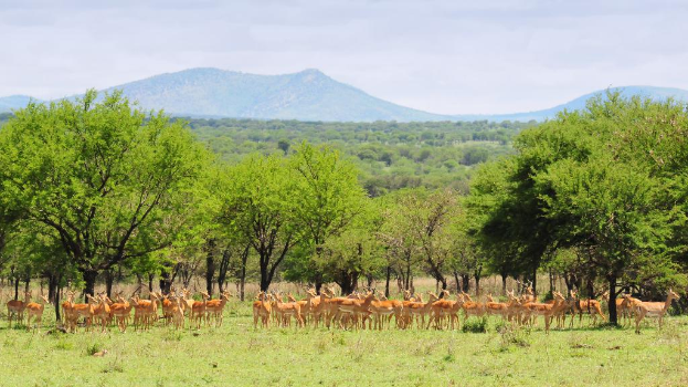 Eine Gruppe von Rehen auf Gras mit Bäumen, Hügeln und Himmel im Hintergrund.