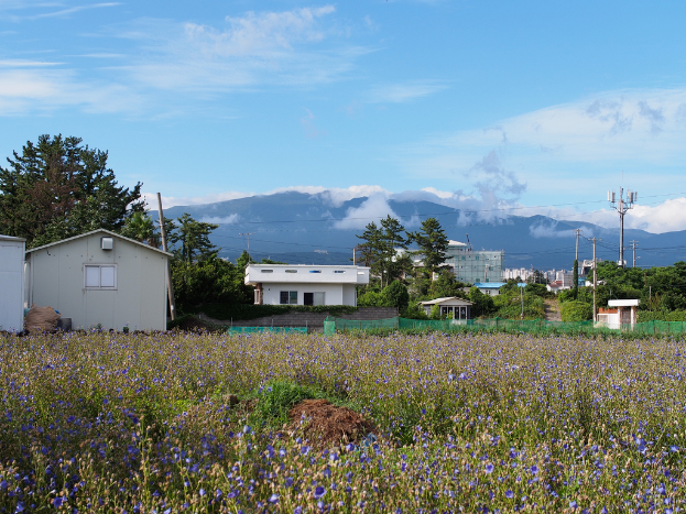 Eine Stadtansicht mit zahlreichen Gebäuden, Bäumen, einem Berg im Hintergrund, einem klaren Himmel, einem Strommast mit Drähten und Grünflächen im Vordergrund.