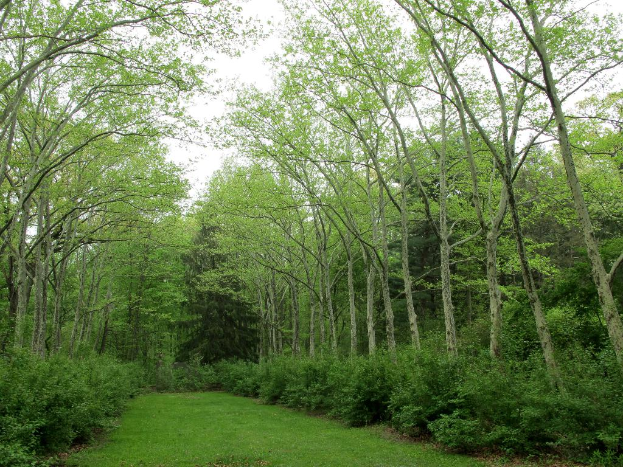 Grüne Umgebung mit Grasland im unteren Bildbereich.