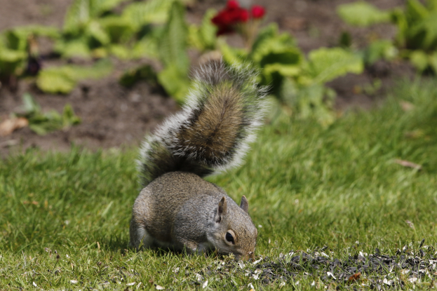 Ein Eichhörnchen isst Samen im Gras, umgeben von Pflanzen und Blumen im Hintergrund.