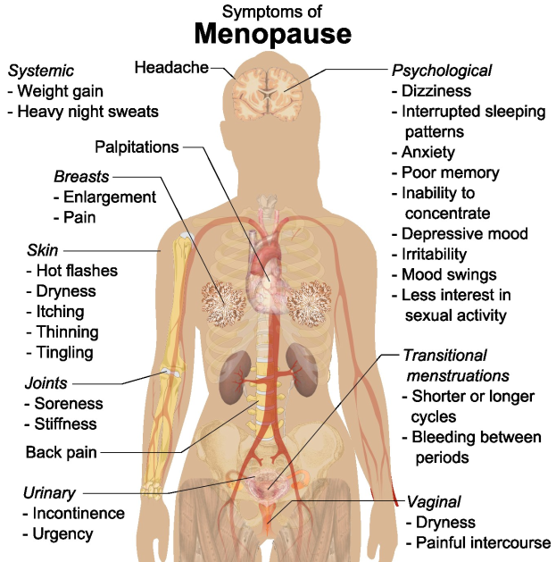 Diagramm des menschlichen Körpers, das Menopausen-Symptome wie Müdigkeit, Kopfschmerzen und Übelkeit hervorhebt, zusammen mit Informationen über Ursachen, Symptome und Behandlung.