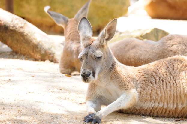 Eine Gruppe von Rehen sitzt auf sandigem Boden mit unbestimmten Objekten im Hintergrund.