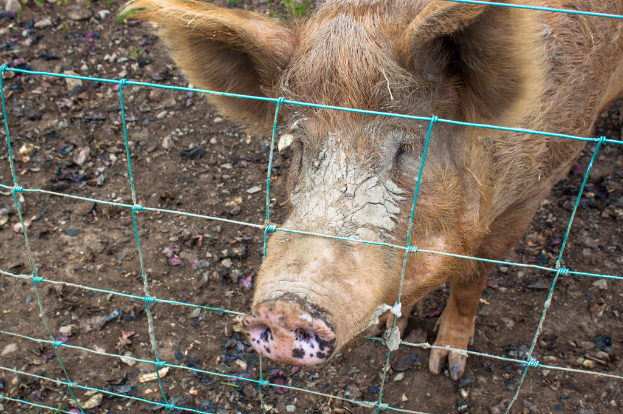 Ein Schwein steht in der Bildmitte, umgeben von einem Zaun, mit Sand und kleinen Steinen unten.