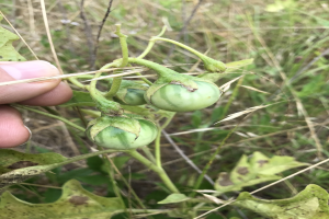 Eine Hand, die einen Bund grüner Tomaten mit sichtbarer Schimmelbildung hält, umgeben von Pflanzen und Gras im Hintergrund.