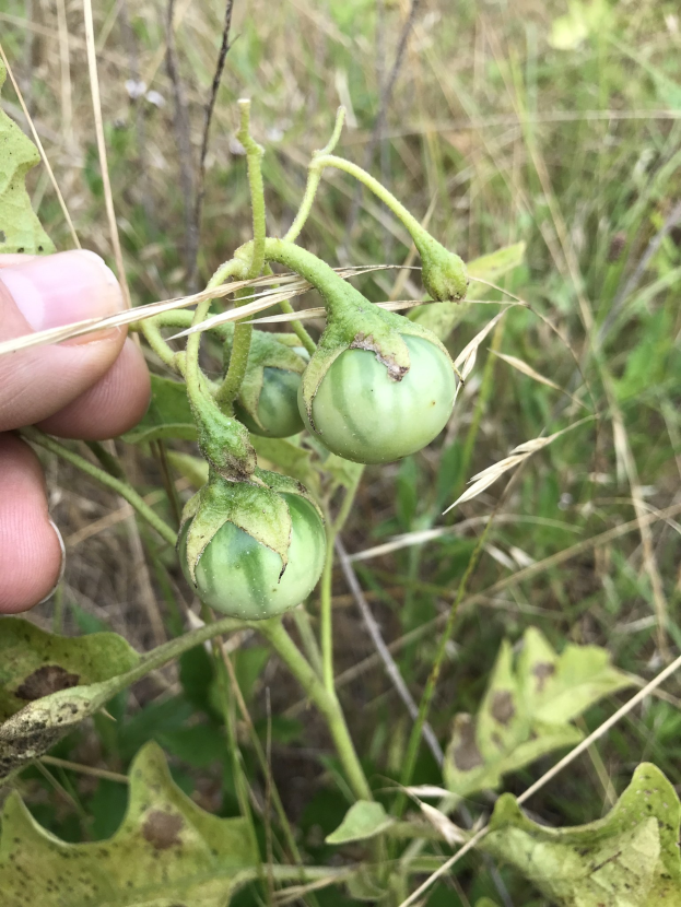 Eine Hand, die einen Bund grüner Tomaten mit sichtbarer Schimmelbildung hält, umgeben von Pflanzen und Gras im Hintergrund.