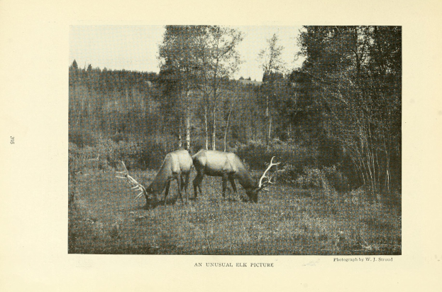 Ein altes Foto von zwei Elchen, die auf einer bewaldeten Lichtung grasen, mit Bäumen und einem klaren Himmel, und einem Text am unteren Bildrand.