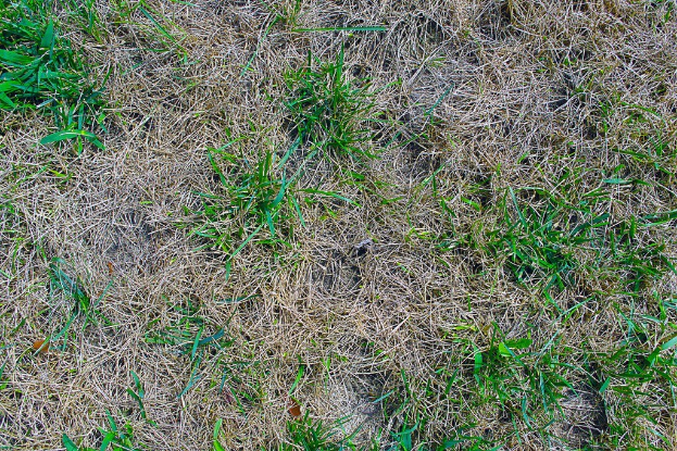 Eine Graslandschaft mit grüner Vegetation und keinen sichtbaren Strukturen oder Tieren.