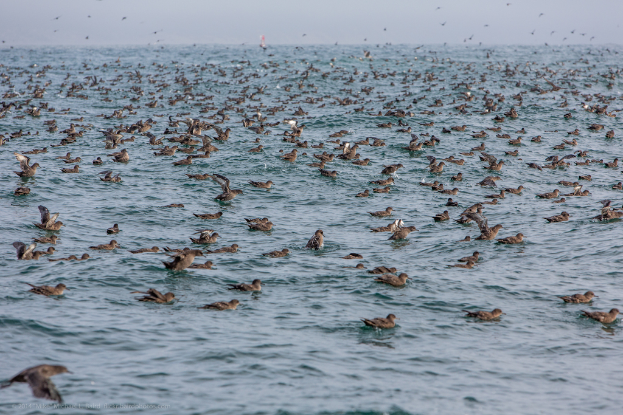 Eine Gruppe von Vögeln schwimmt im Wasser mit ein paar Vögeln, die über den Himmel fliegen, wahrscheinlich über dem Meer.
