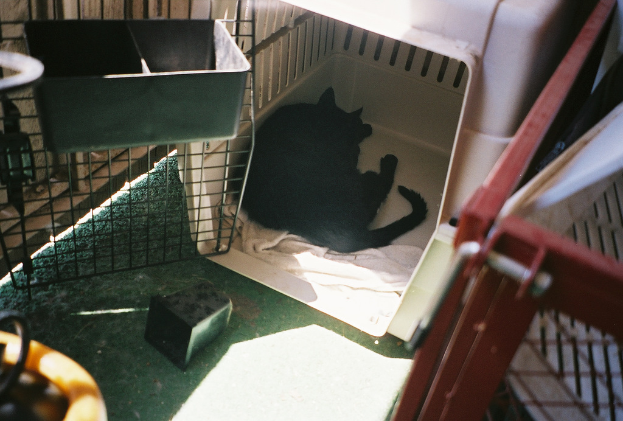 Ein Hund liegt auf einer Oberfläche mit einem sichtbaren Handtuch, und eine Box ist auf einem Netz placed.