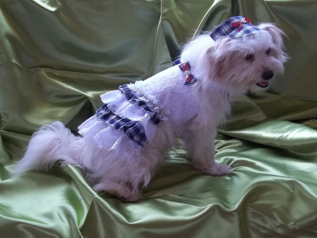 Ein Hund in einem Kostüm liegt auf einem Tuch.