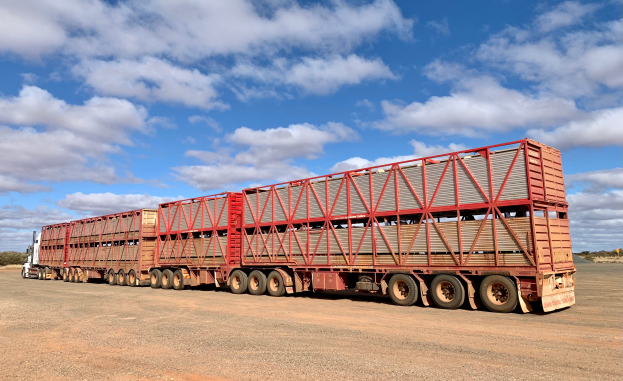 Ein großer Sattelschlepper mit einem Anhänger voller Rinder fährt eine staubige Straße entlang, umgeben von Bäumen unter einem klaren blauen Himmel.